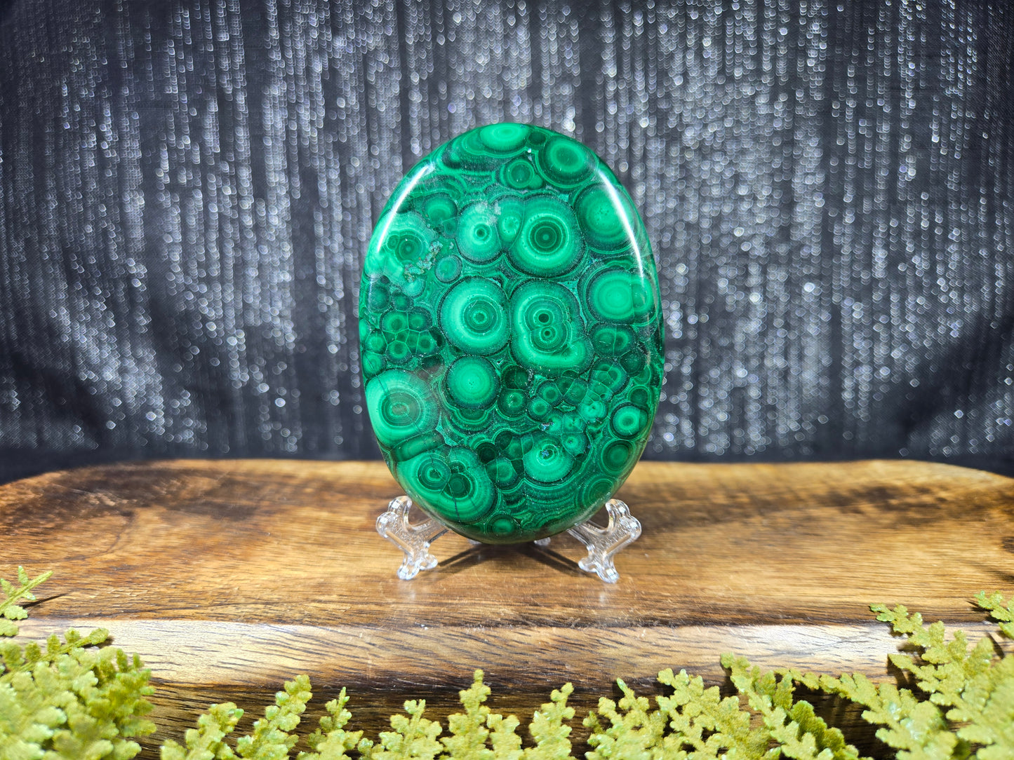 Malachite Palm - XL, AAA Grade