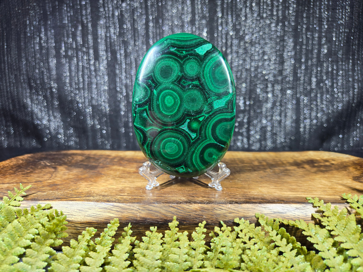 Malachite Palm - XL, AAA Grade