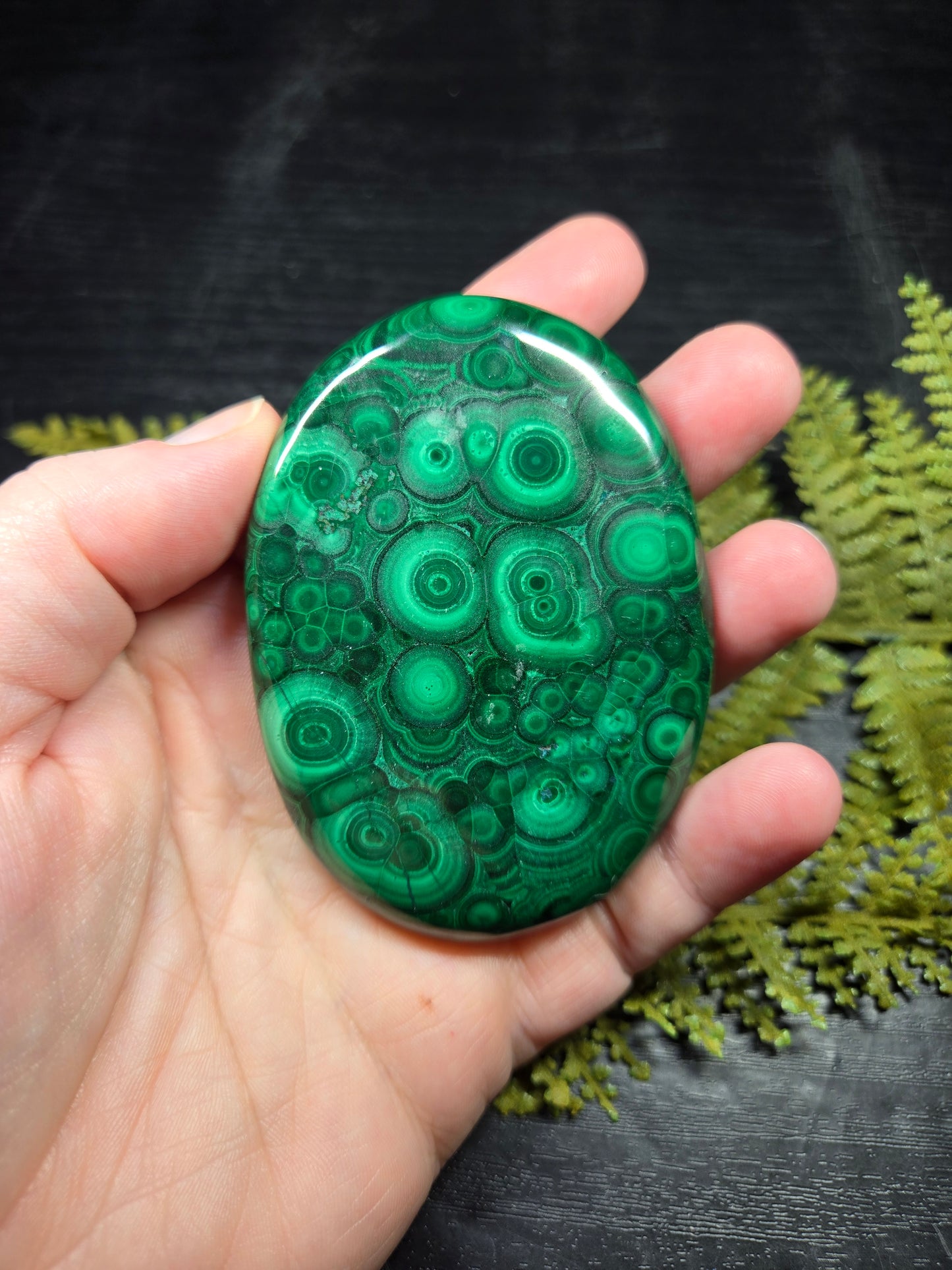 Malachite Palm - XL, AAA Grade