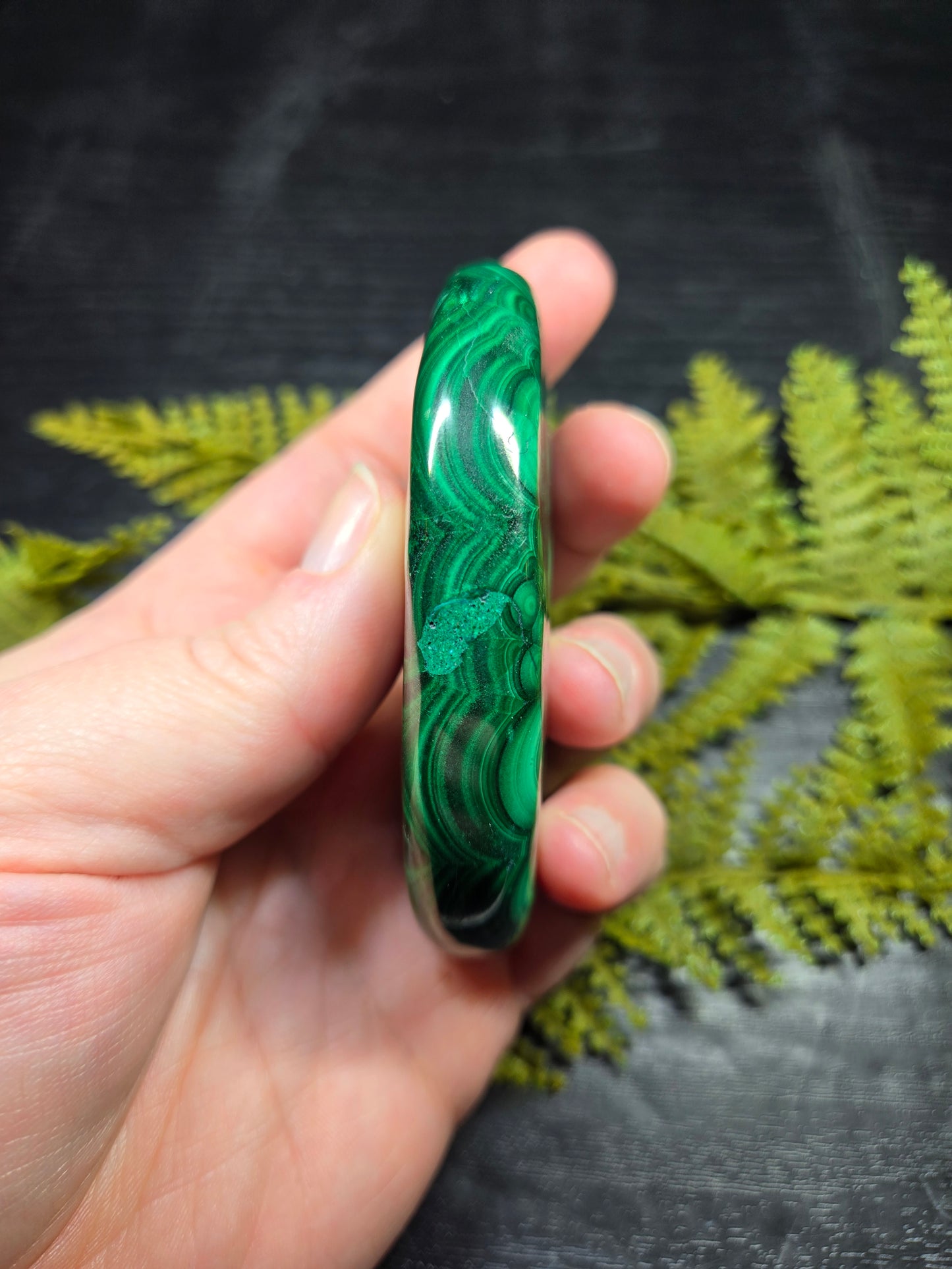 Malachite Palm - XL, AAA Grade