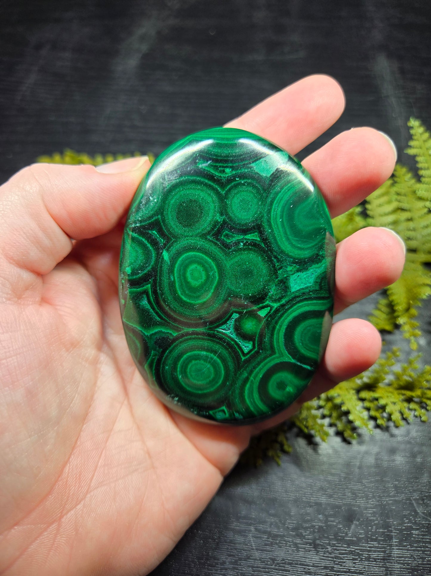 Malachite Palm - XL, AAA Grade