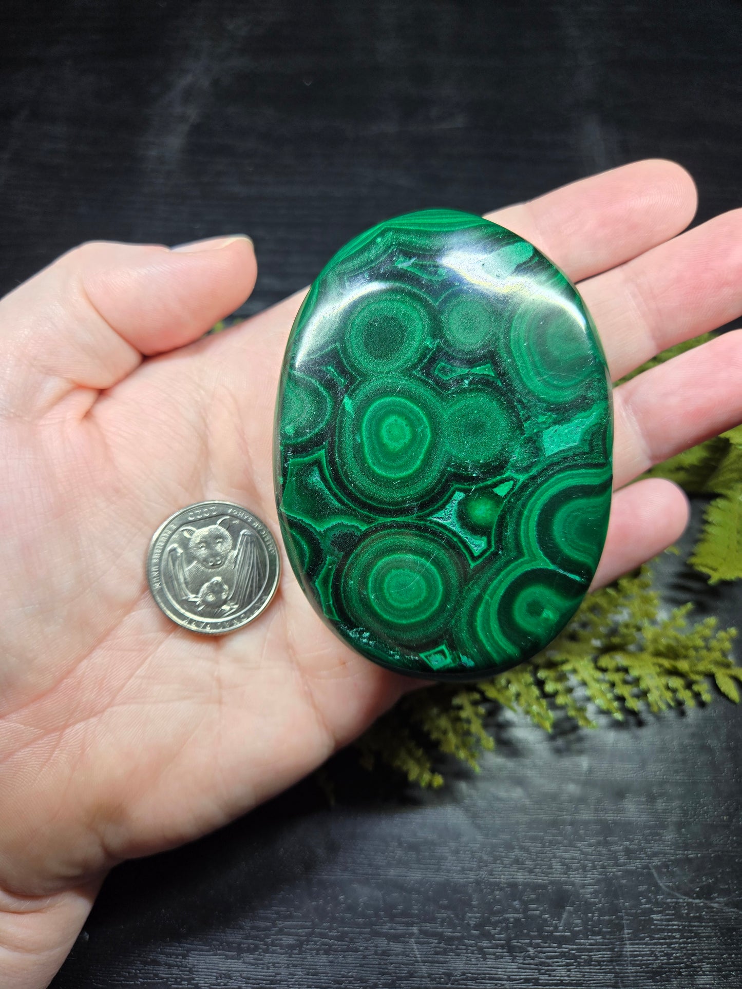 Malachite Palm - XL, AAA Grade