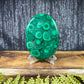 Malachite Palm - XL, AAA Grade