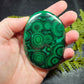 Malachite Palm - XL, AAA Grade