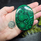 Malachite Palm - XL, AAA Grade