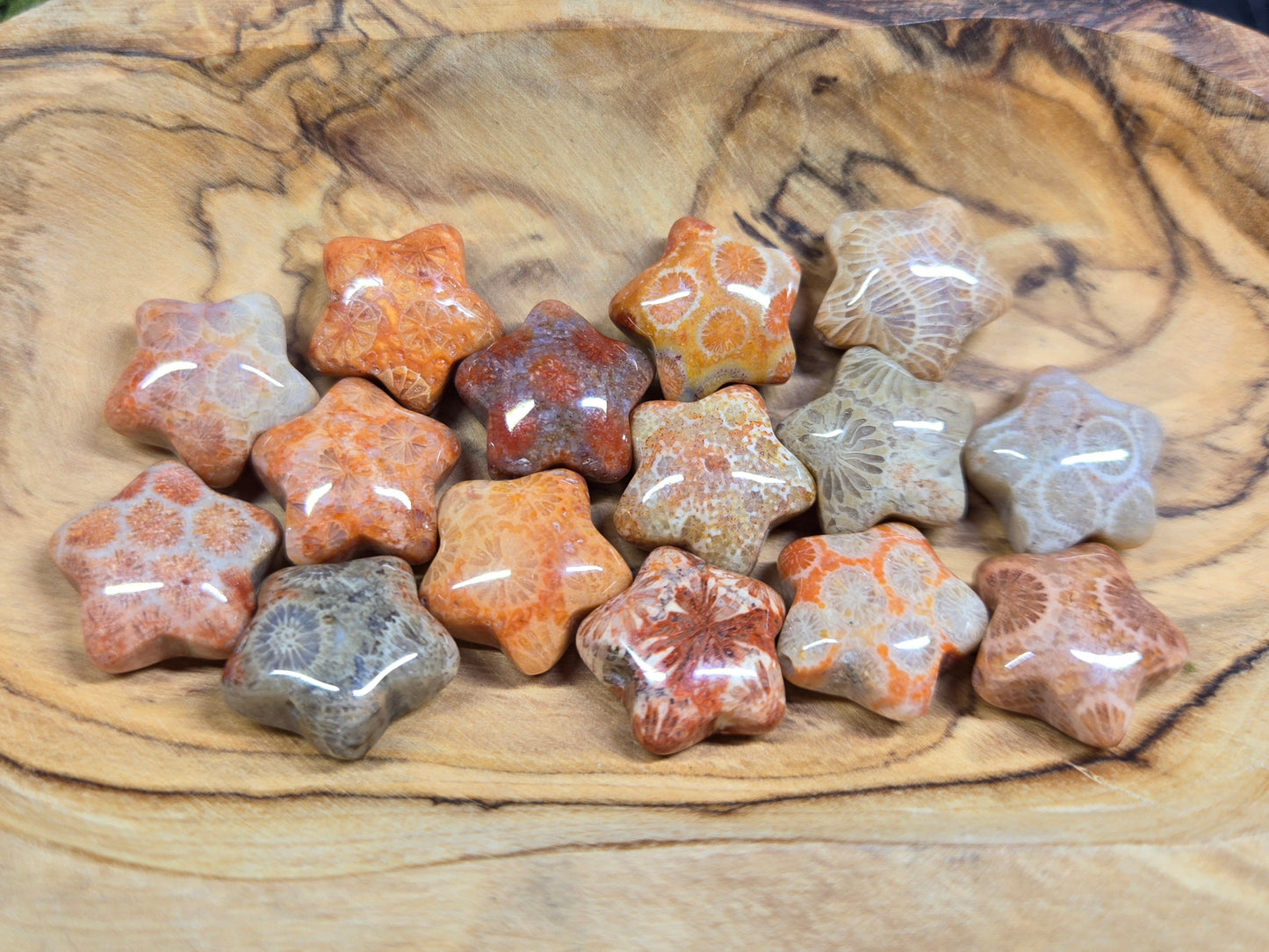 Agatized Fossil Coral mini stars