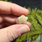 Agatized Fossil Coral mini stars