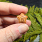 Agatized Fossil Coral mini stars