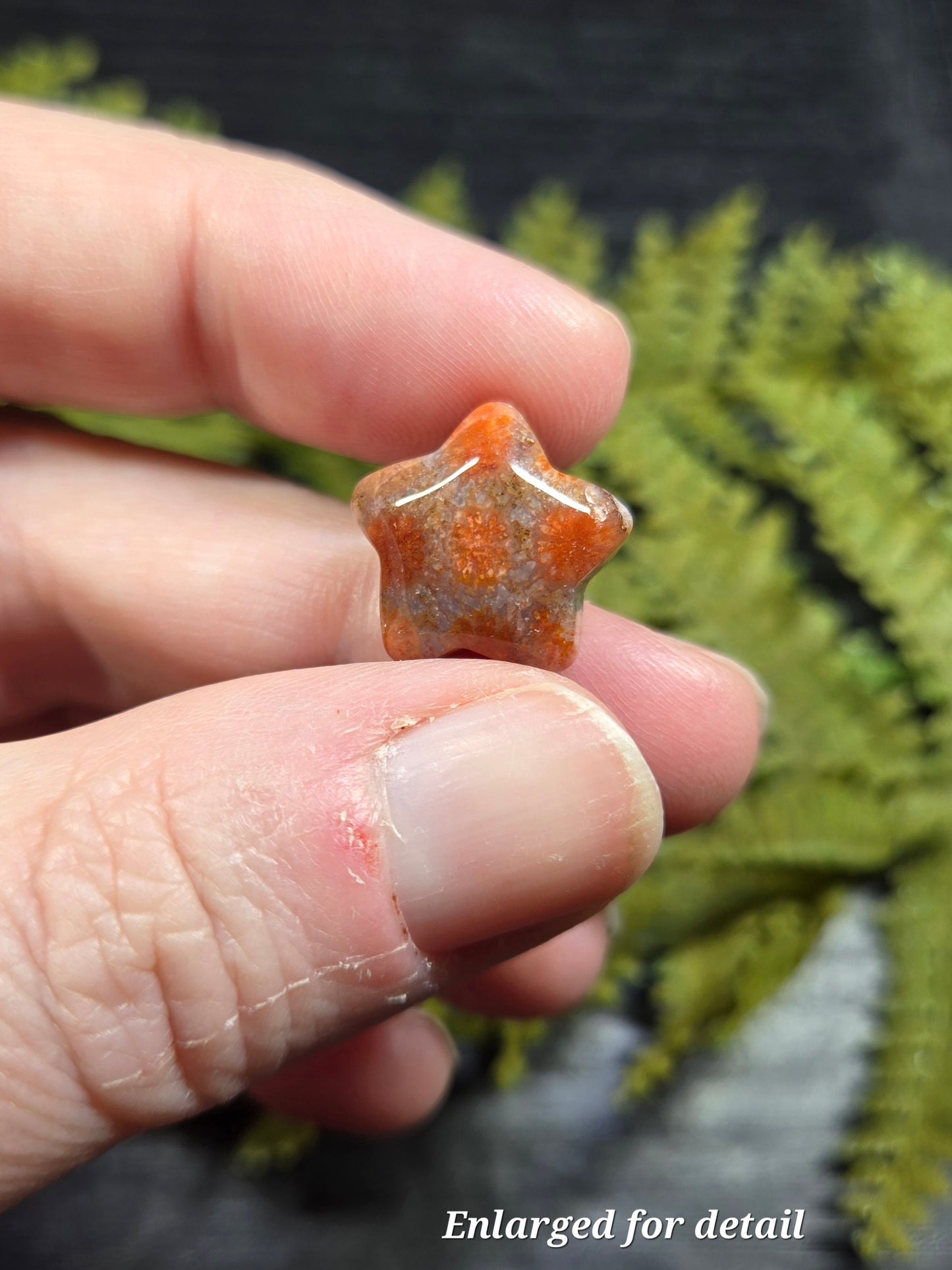 Agatized Fossil Coral mini stars