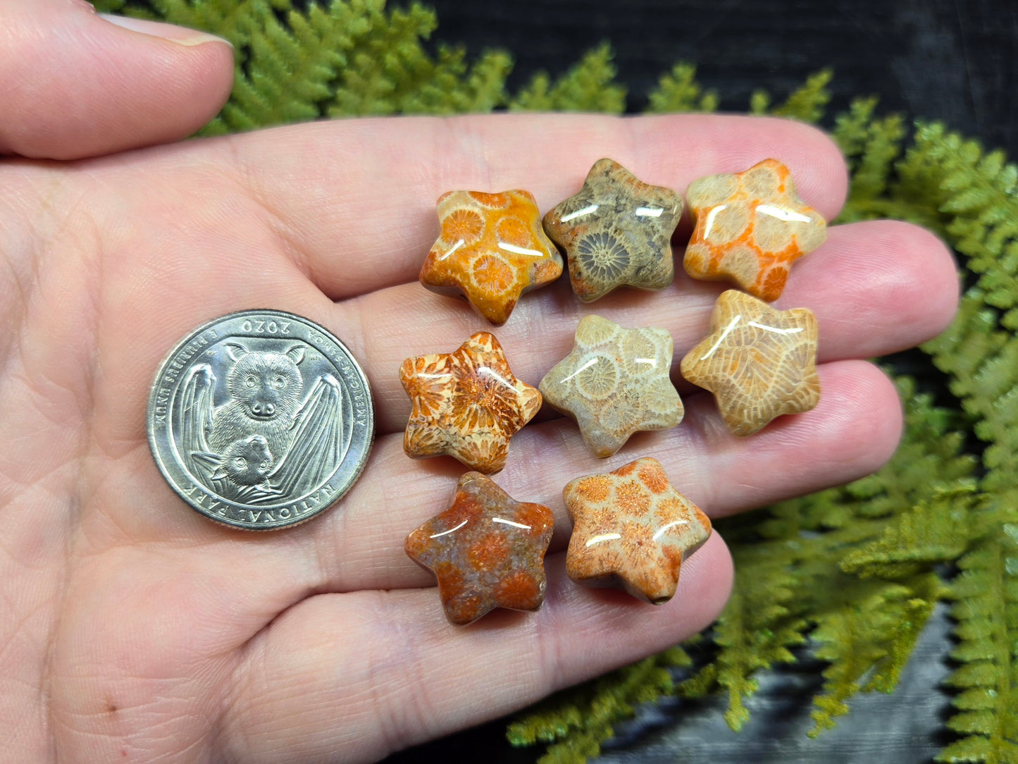 Agatized Fossil Coral mini stars