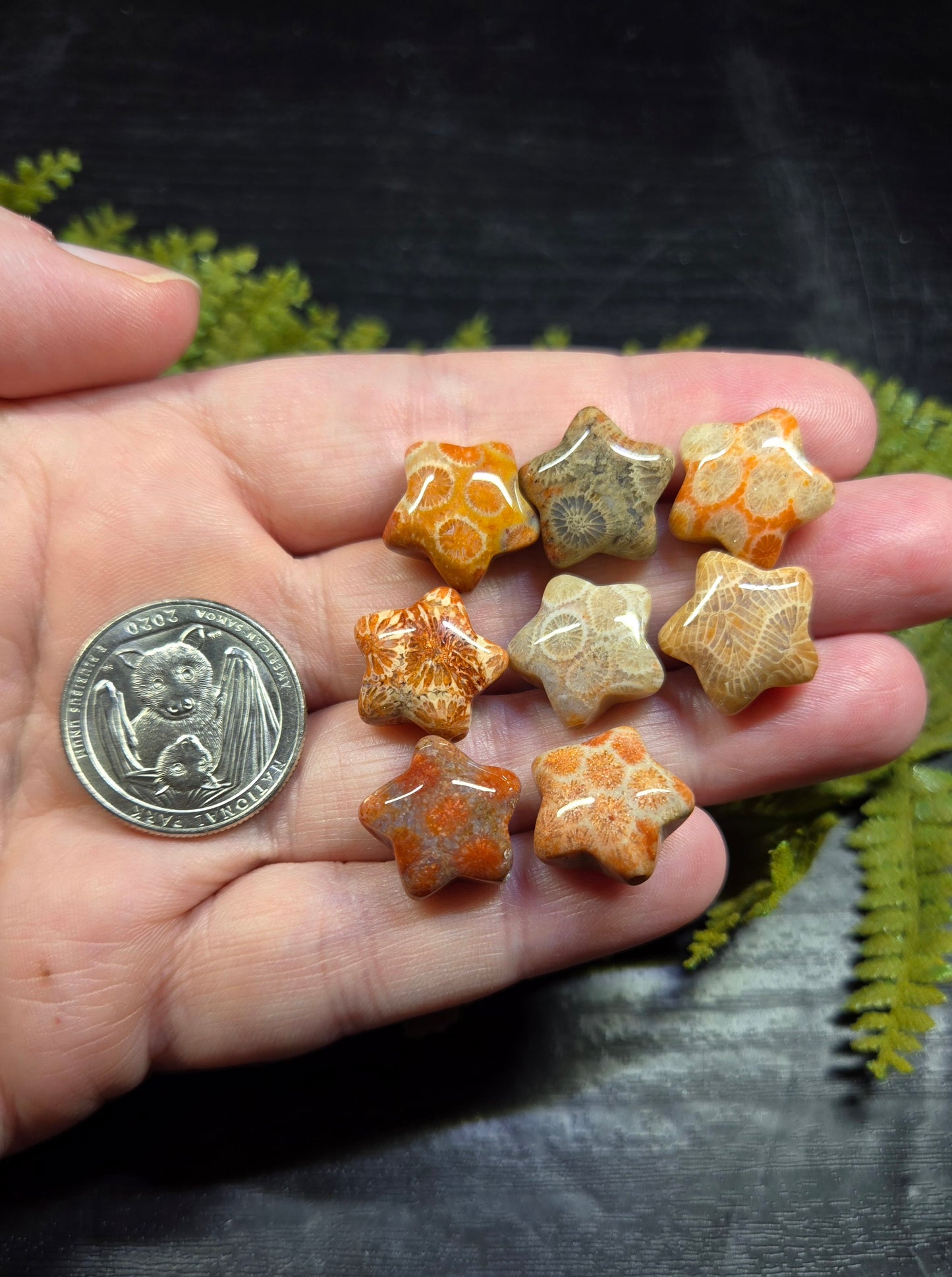 Agatized Fossil Coral mini stars