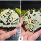 Picture Jasper Small Disks