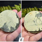 Picture Jasper Small Disks