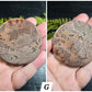 Picture Jasper Small Disks