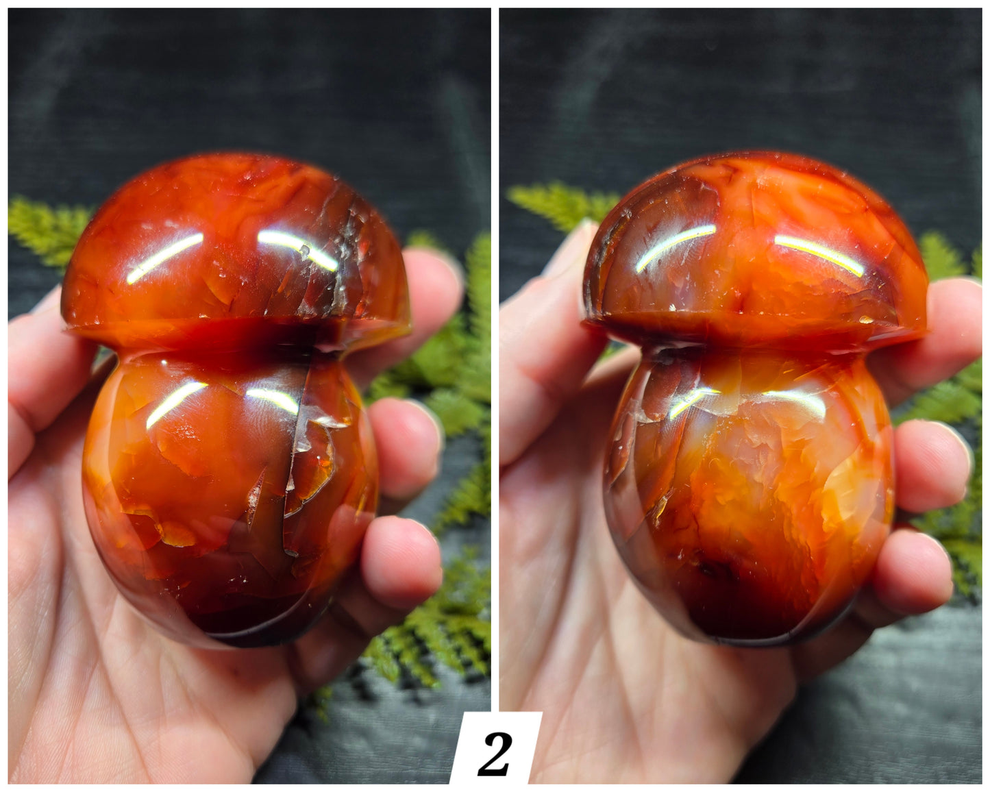 Carnelian Mushrooms