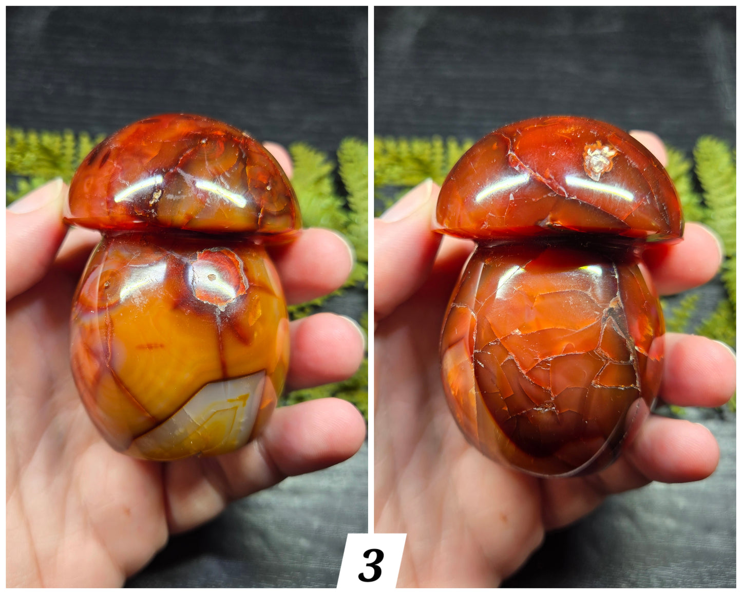 Carnelian Mushrooms