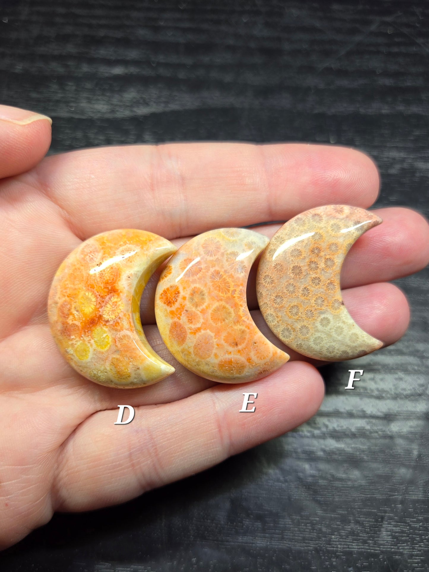 Fossil Coral Crescent Moons