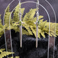 Starborn Sword & Peridot Statement earrings | Sterling Silver