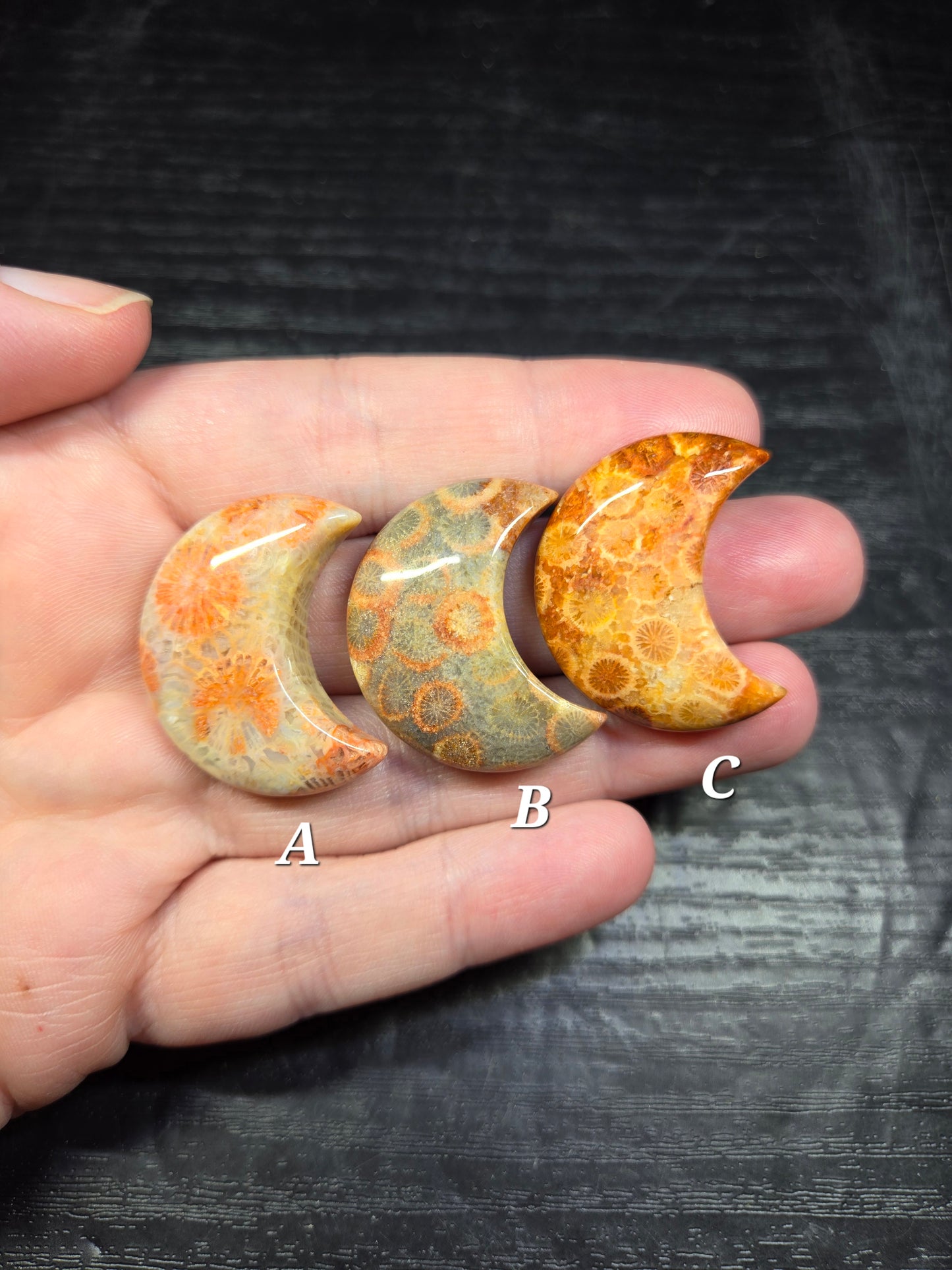 Fossil Coral Crescent Moons