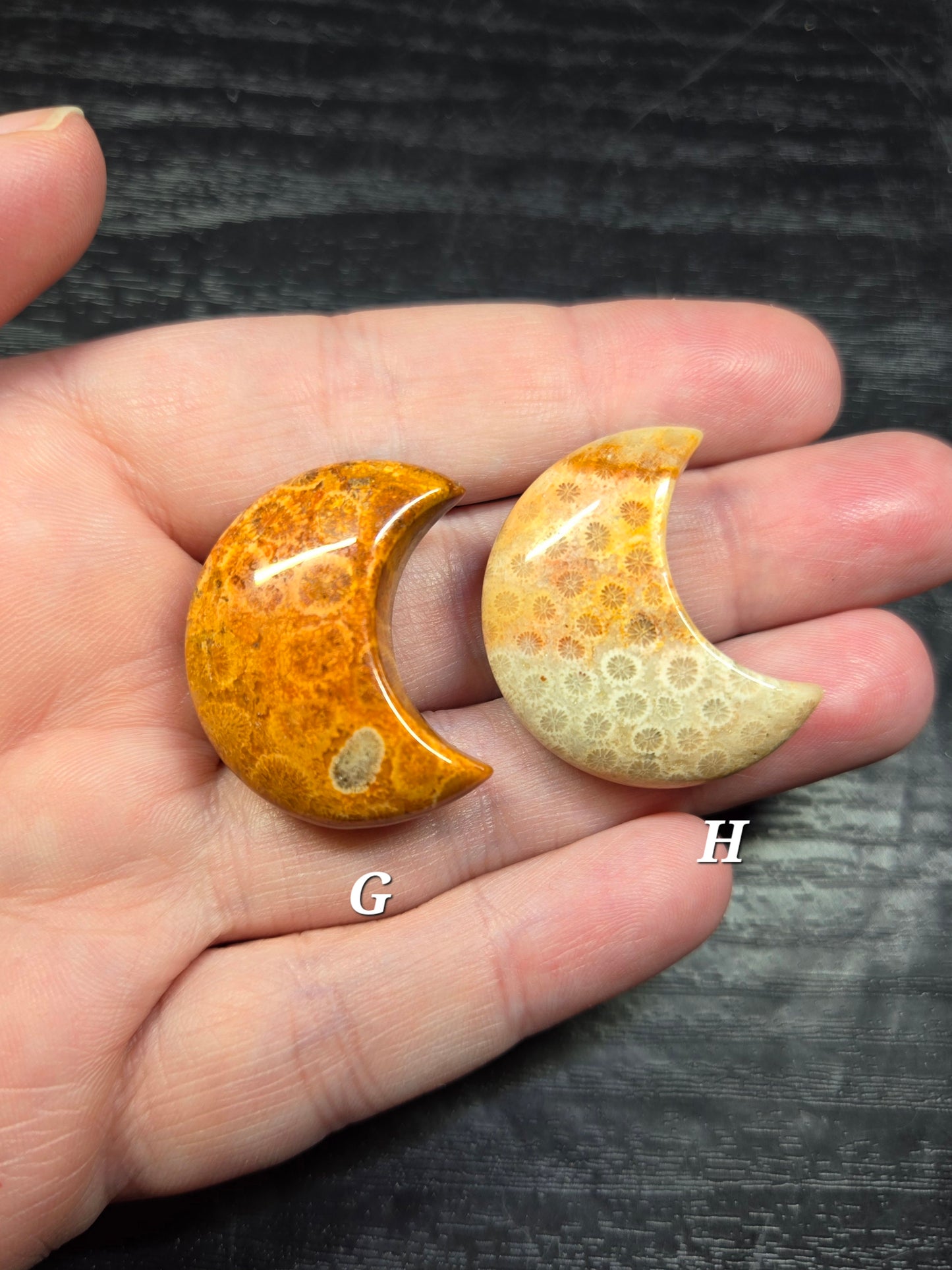 Fossil Coral Crescent Moons