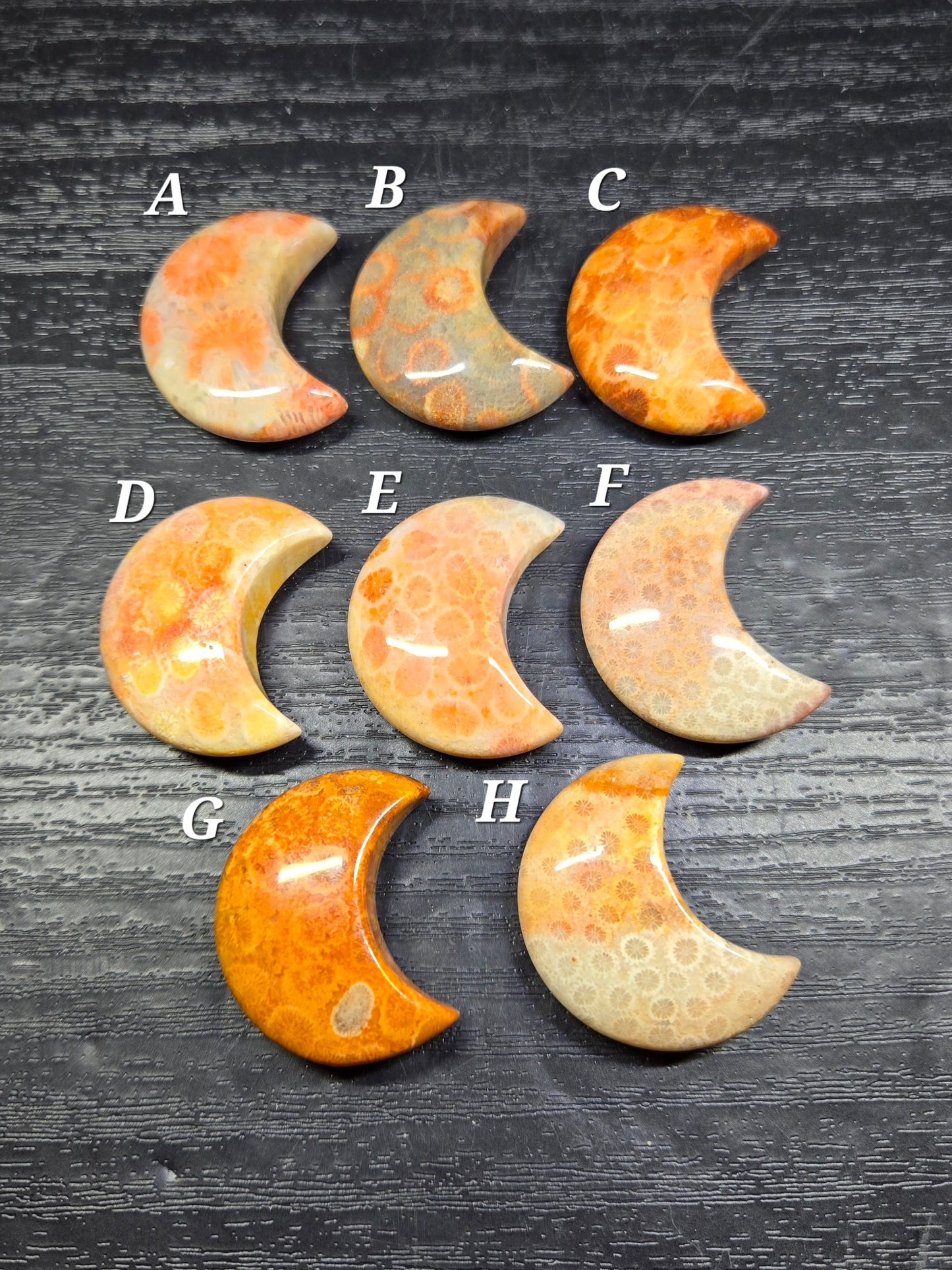 Fossil Coral Crescent Moons