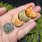 Fossil Coral Crescent Moons