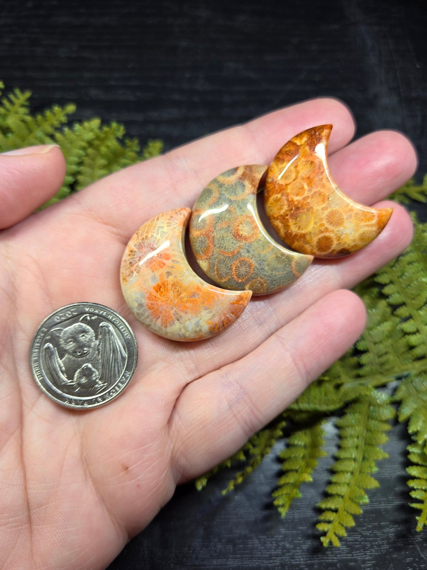 Fossil Coral Crescent Moons