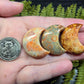 Fossil Coral Crescent Moons