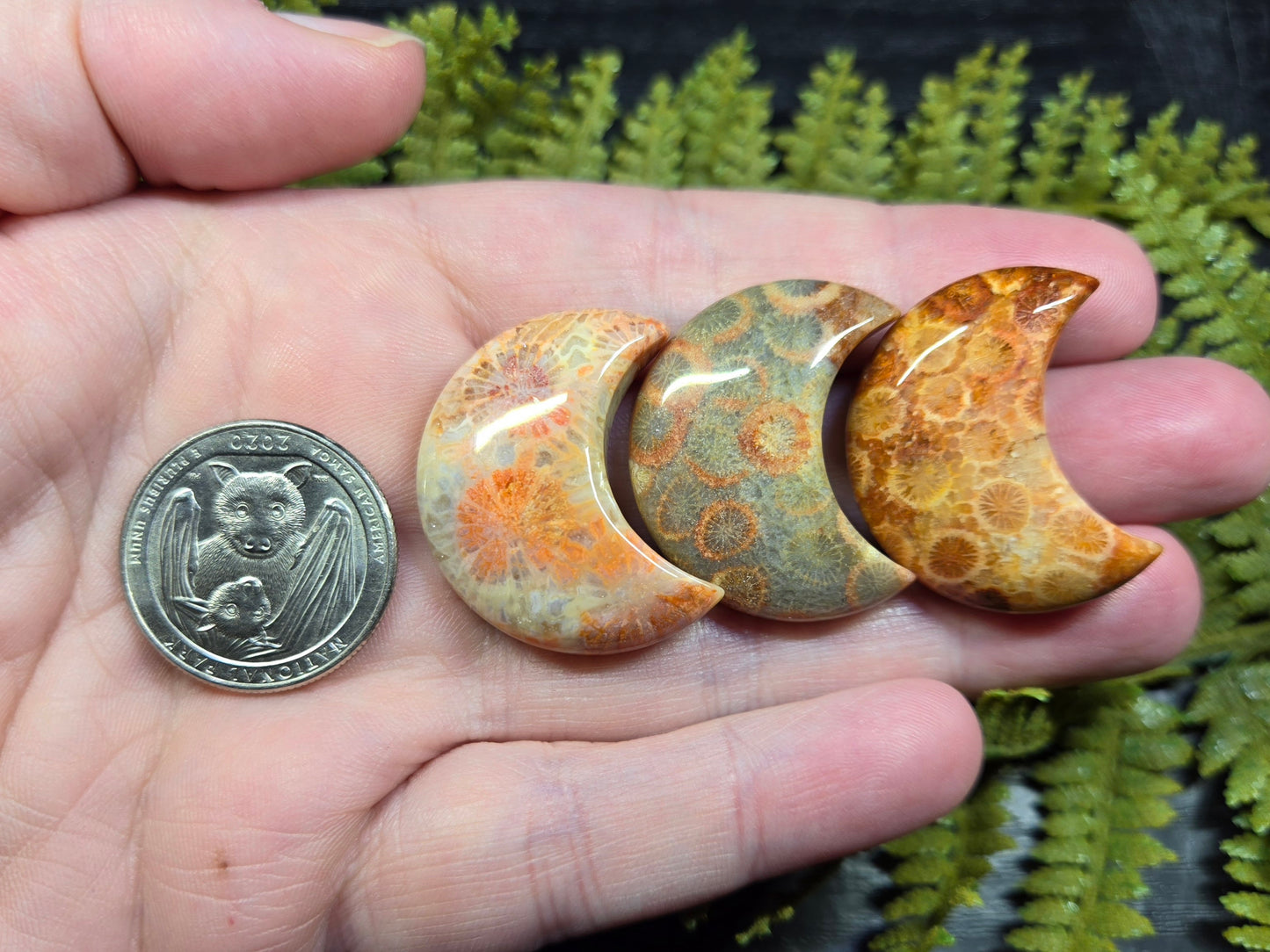 Fossil Coral Crescent Moons